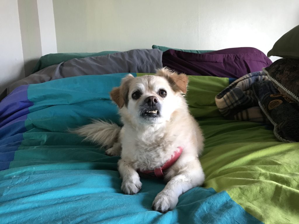 Dog Boarding & Drop In Visits Wag N Wheel Pet Care