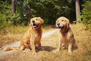 Two golden retriever dogs are sitting in forest.
